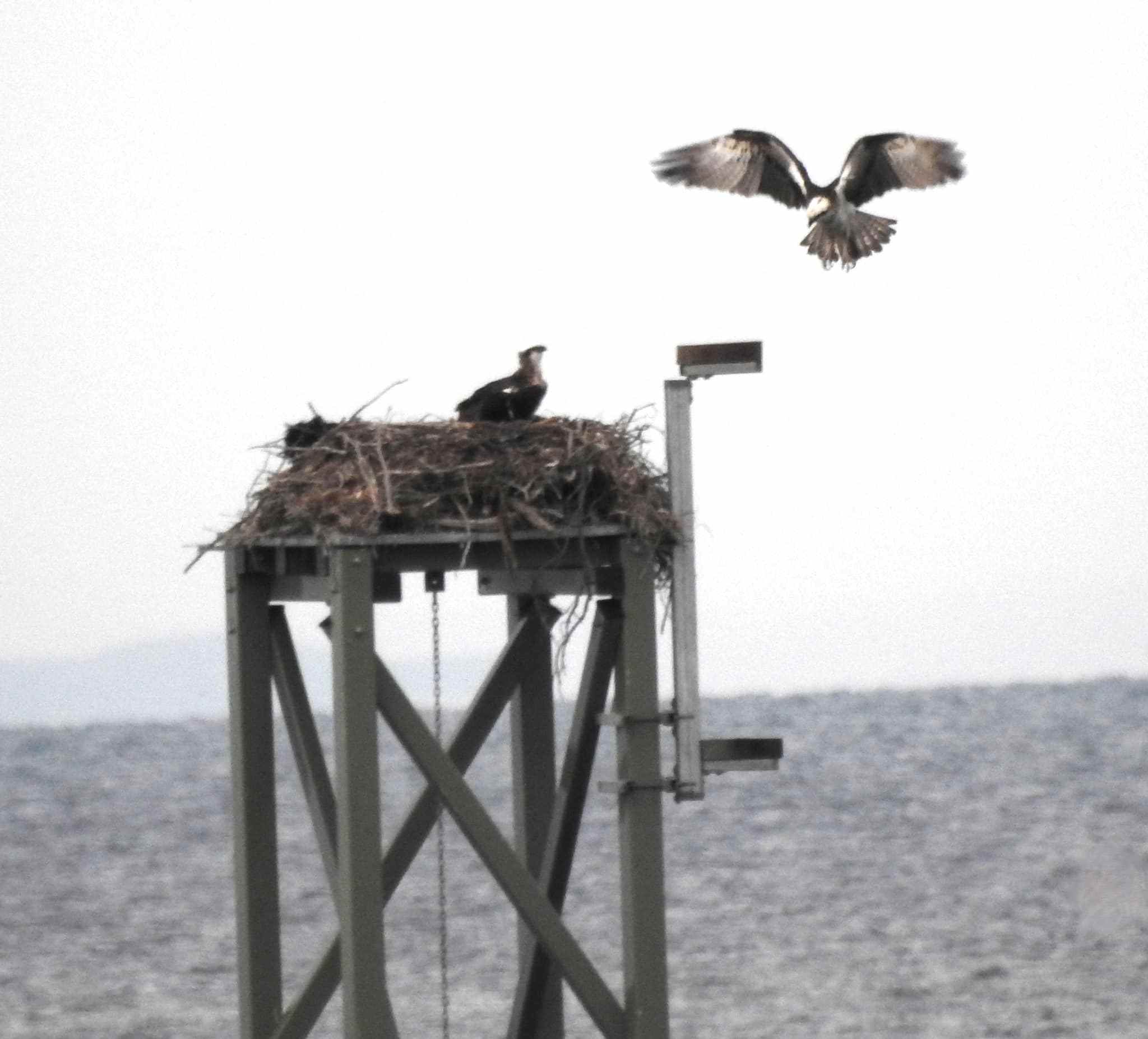 Osprey photo Malcolm Stanton