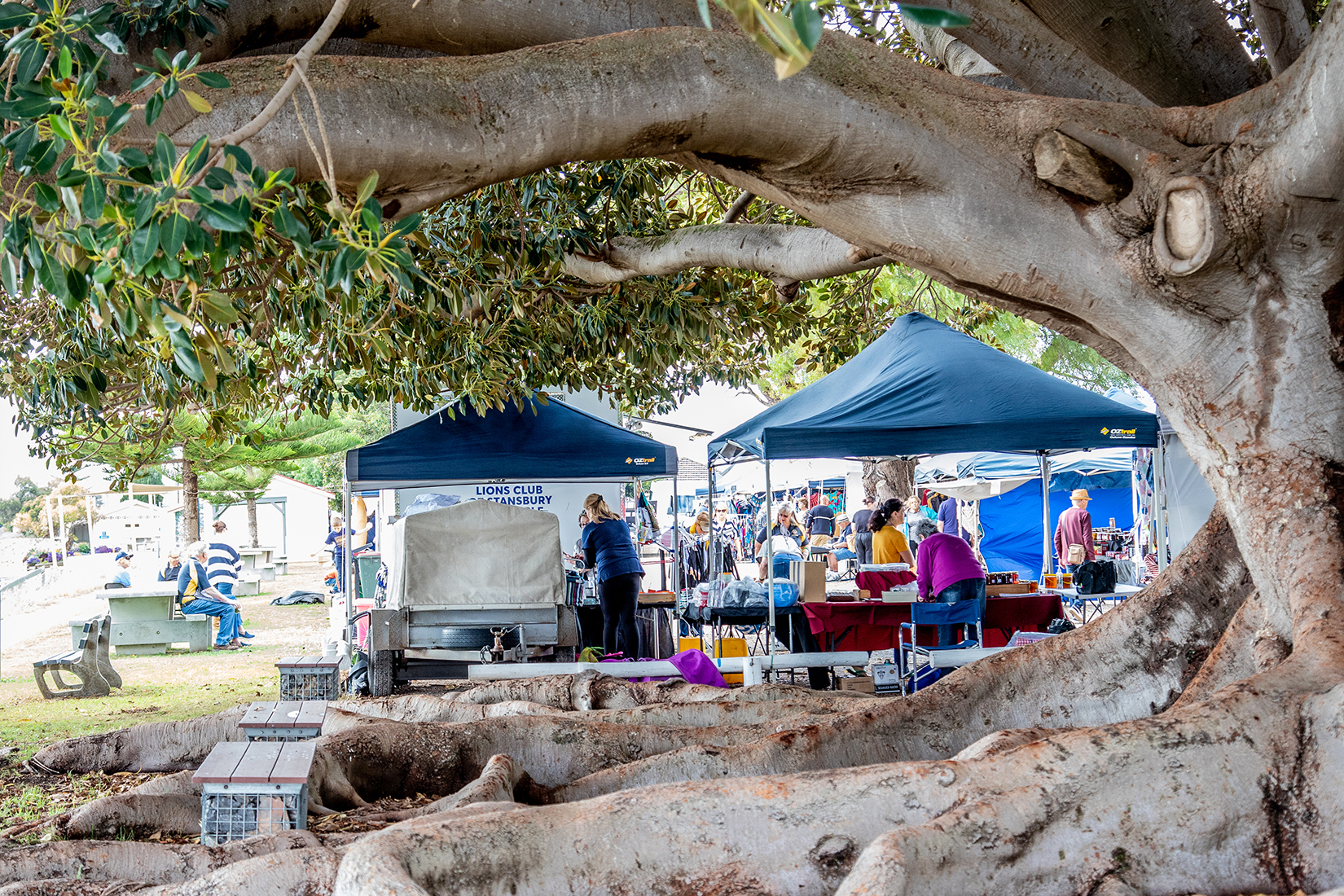 Market under Fig tree