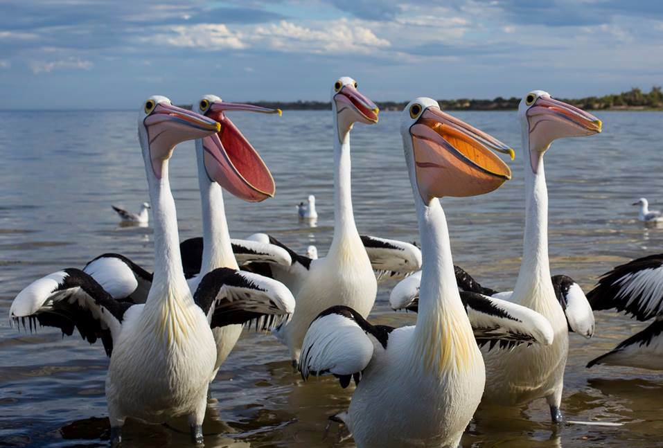 Pelicans for Bird Watching